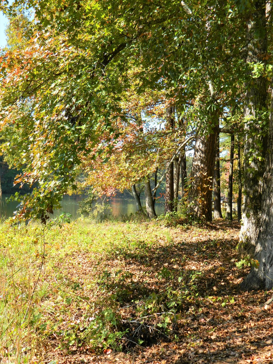 Autumn Trees in Turner Lake Park Smithsonian Photo Contest