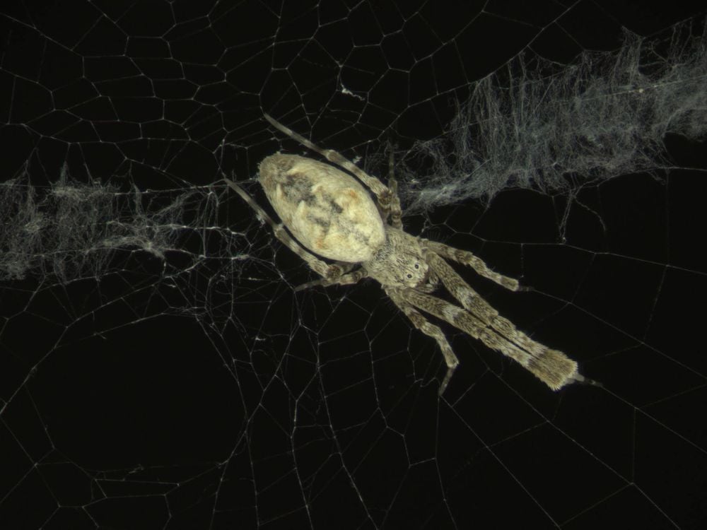 A close-up photo of a hackled orb weaver sitting in the middle of its web. Four long, hairy legs are stretched out in front of it, and the other two are pressed against its long, yellow abdomen.