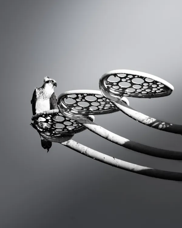 The reluctant hunter thumbnail