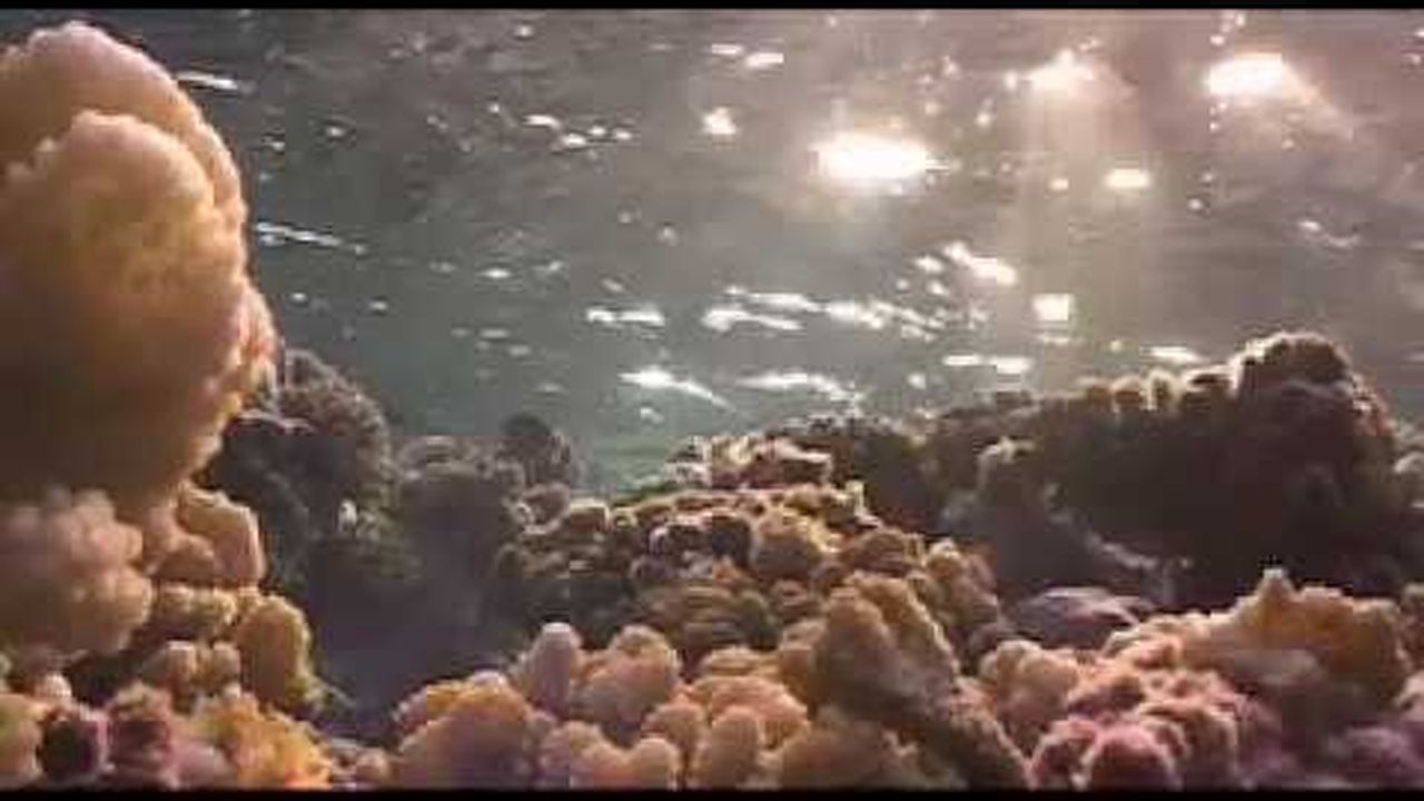Preview thumbnail for Sharks: Stewards of the Reef