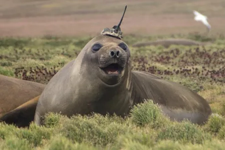 Science thanks you for your service, elephant seal!