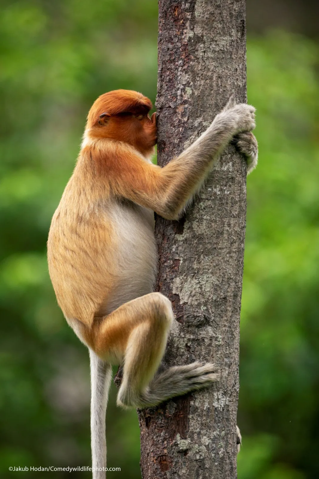 A male Male proboscis monkey pressed his nose into a tree