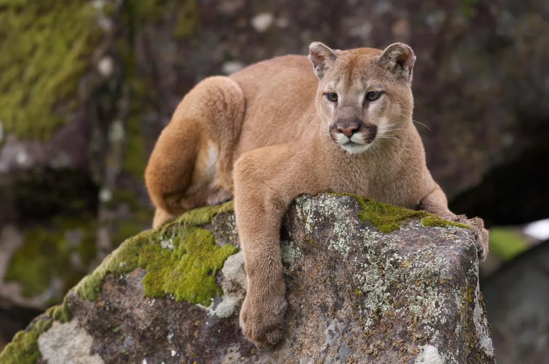 Cougar