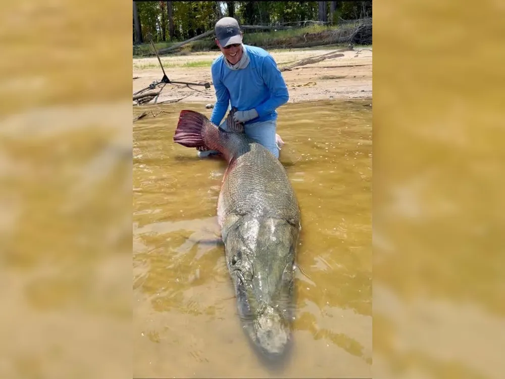 Very large fish between a man's legs in murky water