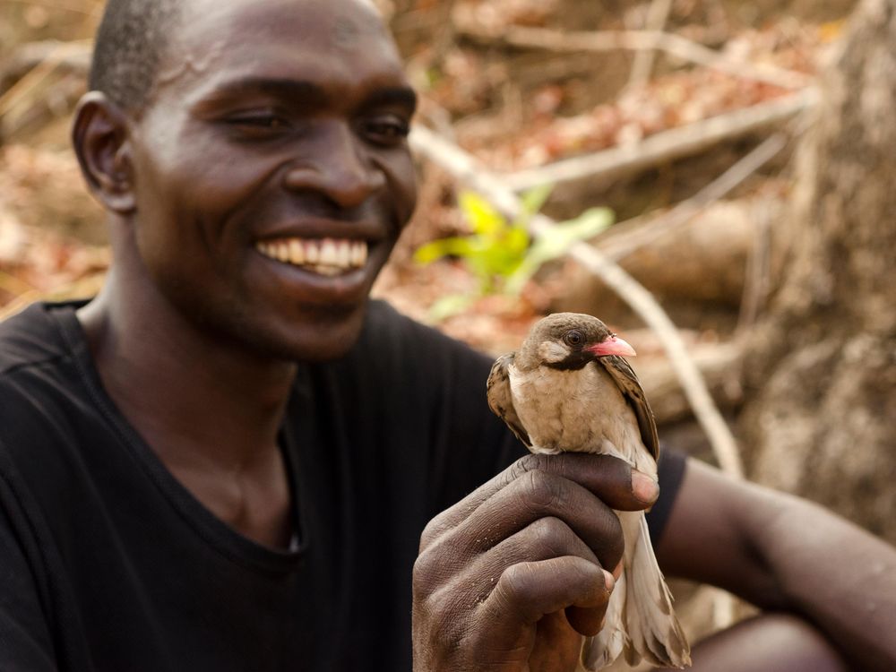 Holding male honeyguide