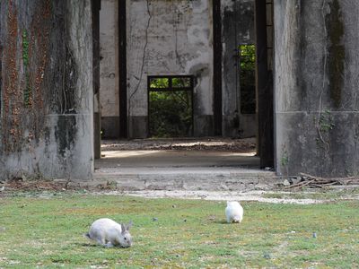 Rabbits around old military facilities on Okunoshima. 