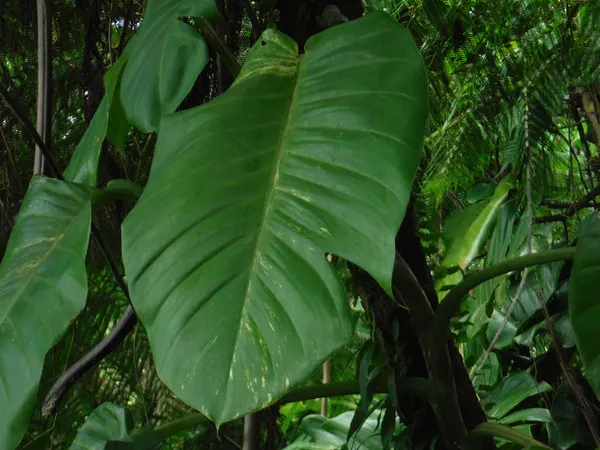 Large leaf in a rainforest thumbnail