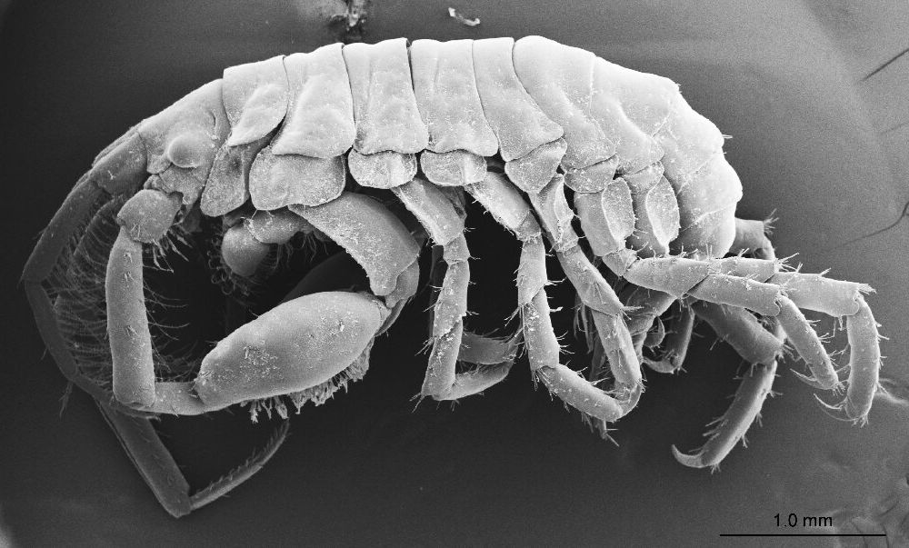 Whale Shark Amphipod