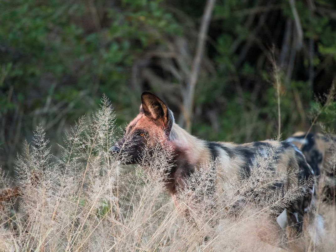 Les chiens sauvages en voie de disparition dépendent d'un habitat diversifié pour survivre autour des lions