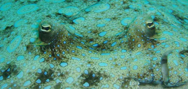 Peacock Flounder