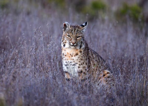 #bobcat, #wildlife thumbnail