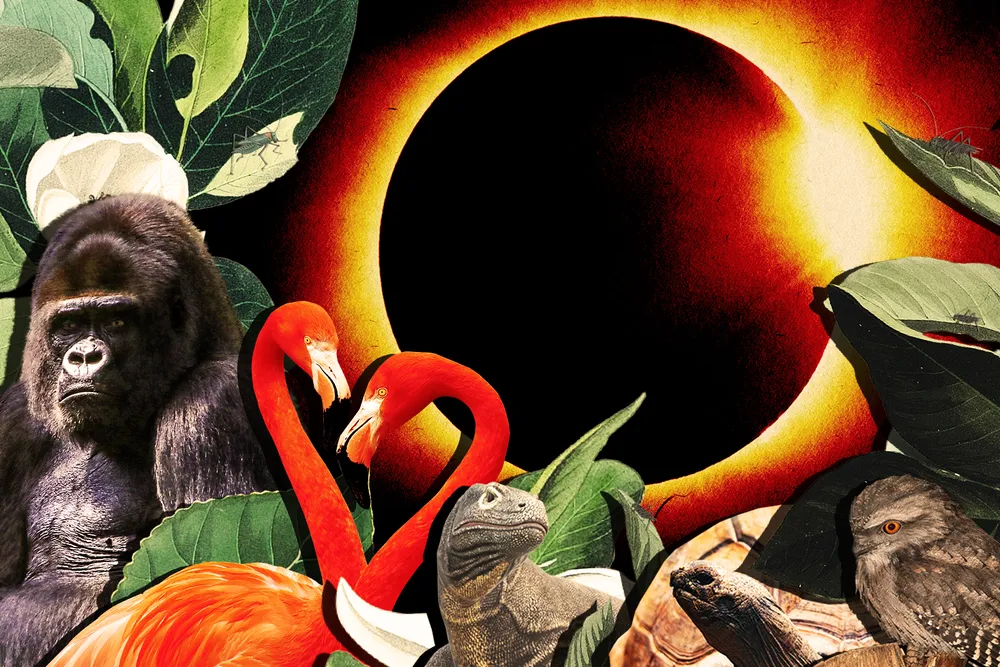 an illustration of animals—a gorilla, flamingos, komodo dragon, galapagos tortoises, tawny frogmouth, crickets on leaves—in front of a solar eclipse