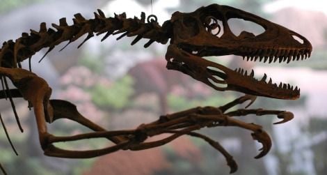 Deinonychus