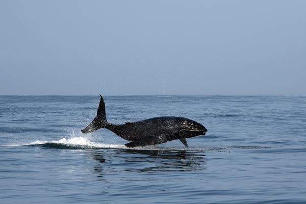 'LICORICE FLYING' - Baby calf breaching and flying across the ocean thumbnail