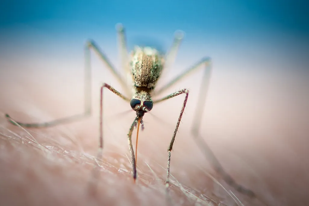 02_14_2014_anopheles.jpg