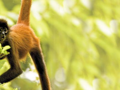 Spider monkey (Ateles geoffroyi) hangs by tail with mouth open.