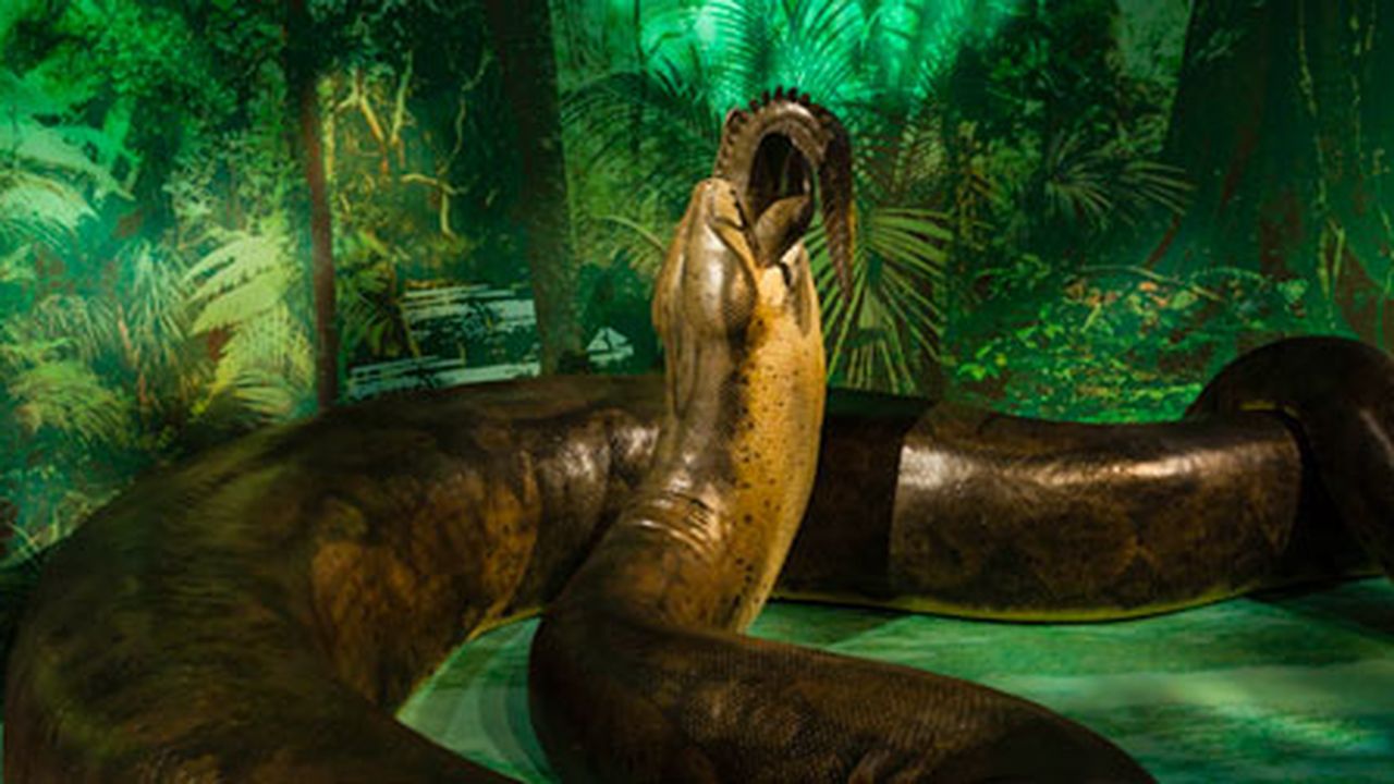 20120329115007titanoboa-