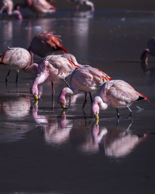 Flamingo Flamingo Flamingo thumbnail