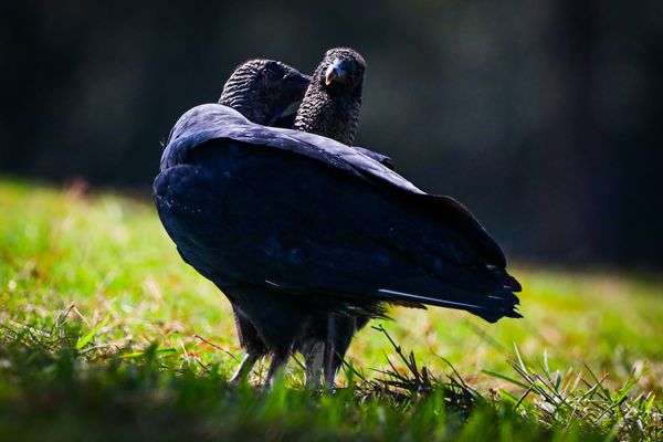 Vultures Love Too thumbnail