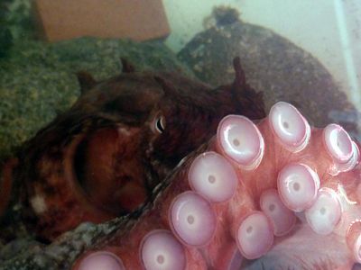 The Giant Pacific Octopus relies on its tentacles for cognition.  Might an alien do the same?