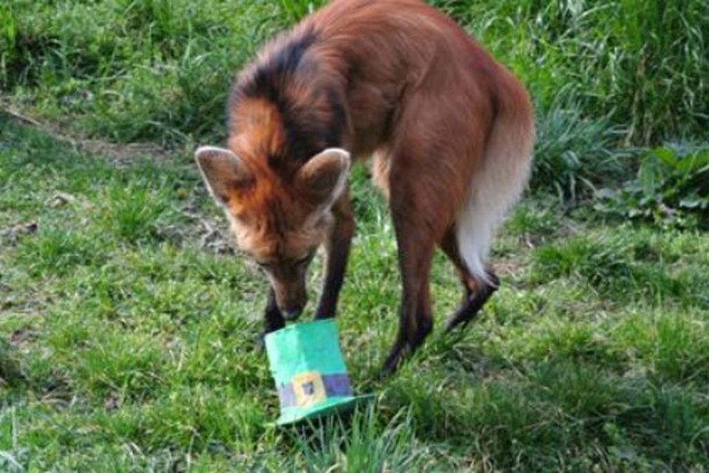 A maned wolf enjoys a green treat for Saint Patrick's Day.