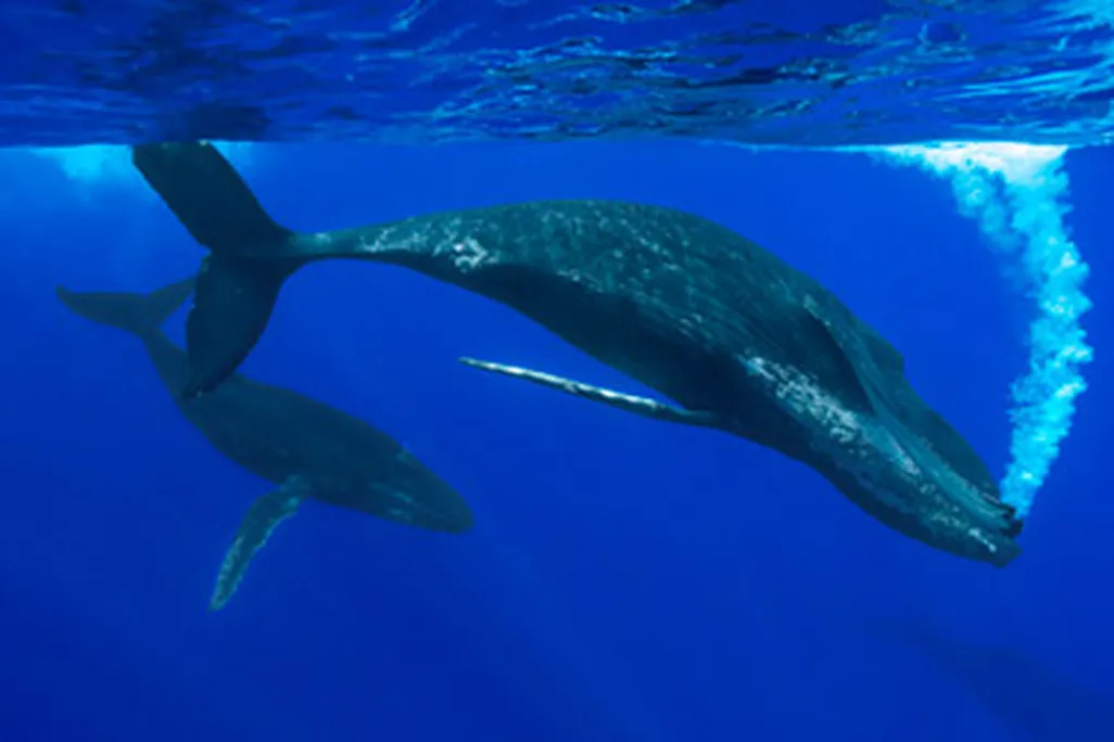 Humpback whale female