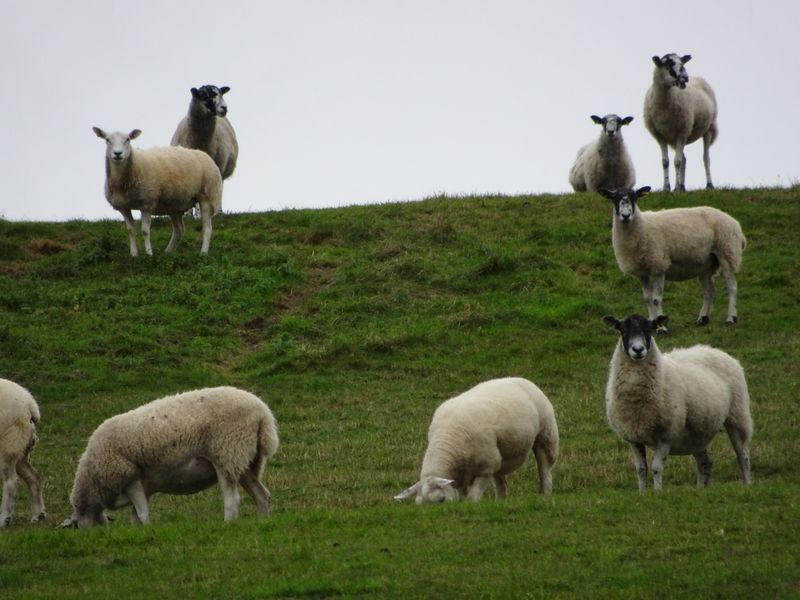 Sheep in Cotswolds Smithsonian Photo Contest Smithsonian Magazine