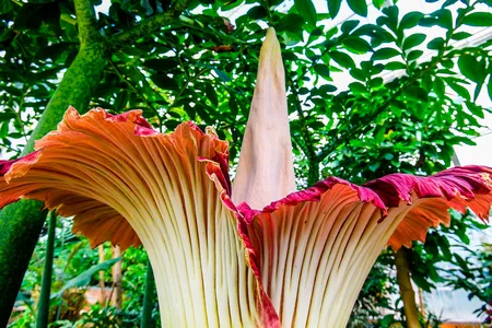 A corpse flower blooms by shooting up a tall stalk and sending out rotting-flesh scents to attract pollinating insects.