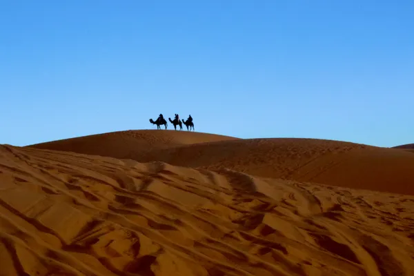 Camels in the Sahara thumbnail