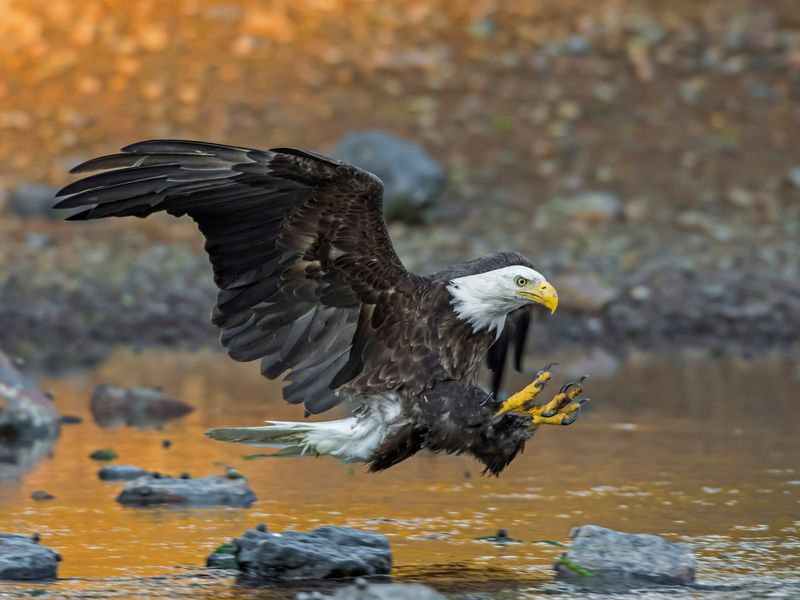 Bald Eagle Attacking Smithsonian Photo Contest Smithsonian Magazine
