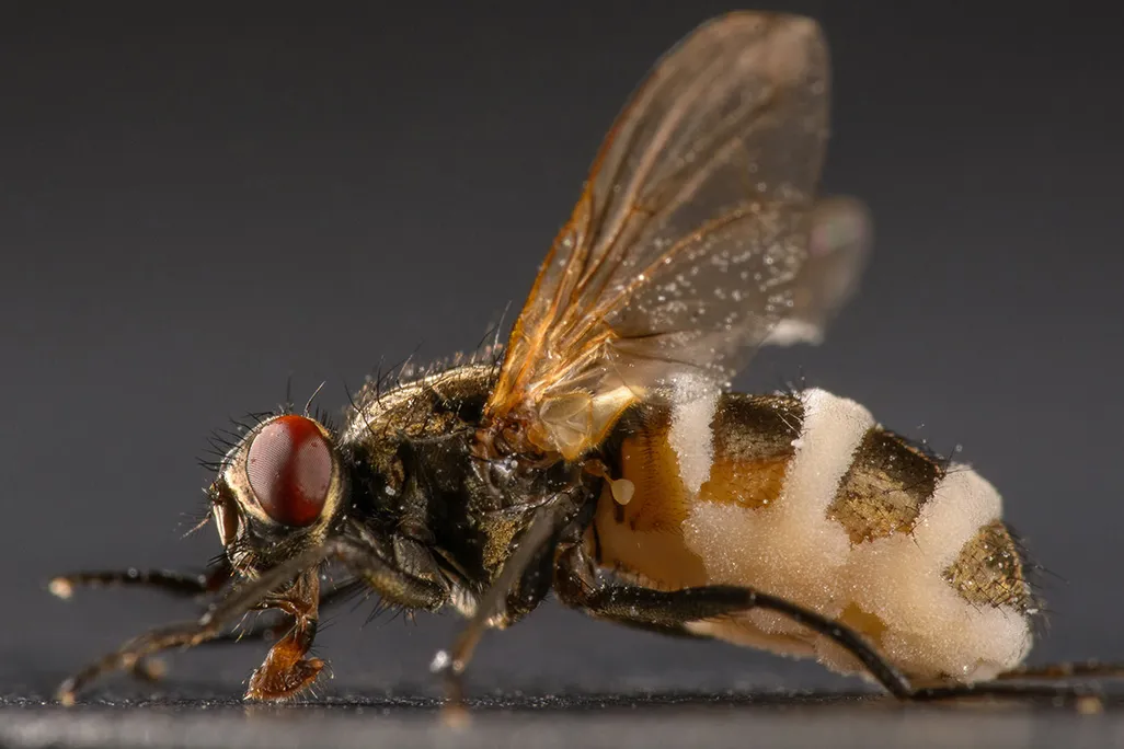 Entomophthora Muscae