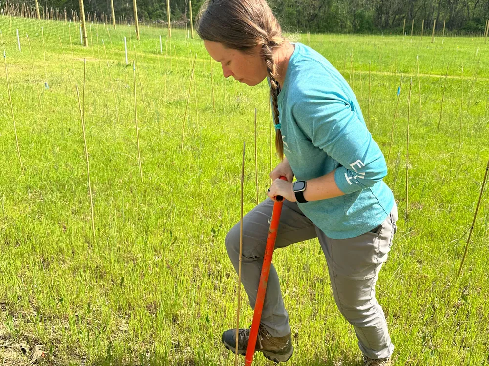 A person inserting an orange shovel-like tool into the ground