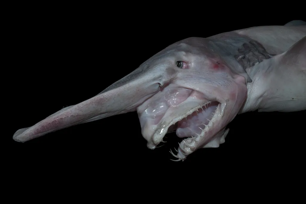 A creepy looking shark with a long snout against a black backdrop
