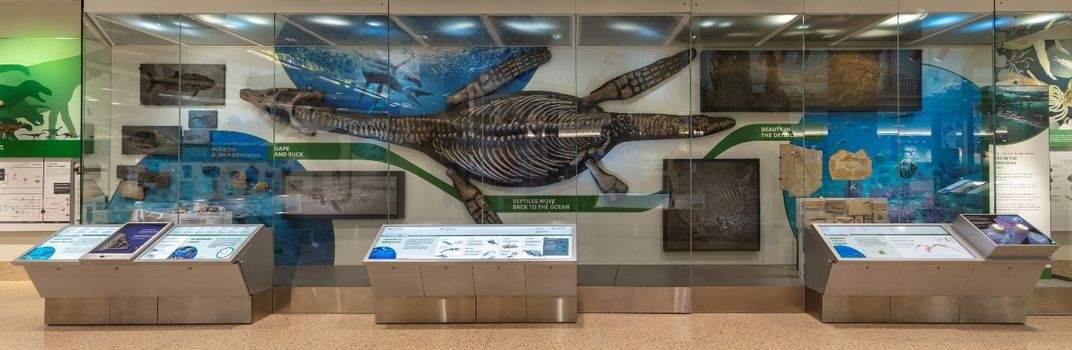 Large fossil plesiosaur in a display case discussing ocean evolution at the Smithsonian's National Museum of Natural History