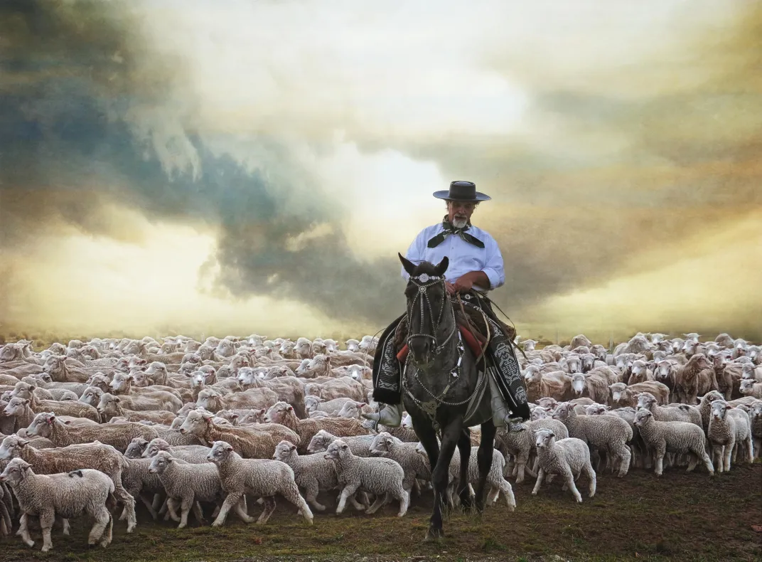 A man on horseback wrangles sheep