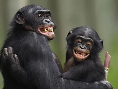 New research suggests that male bonobos exhibit aggressive behaviors such as chasing, charging, hitting and kicking more often than scientists thought.