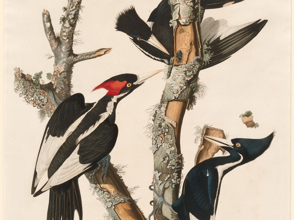 An illustration of three ivory-billed woodpeckers with black wings and red crests on a tree limb