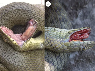 Dice snakes feigned their own deaths with a variety of mechanisms, including filling their mouths with blood (shown right).