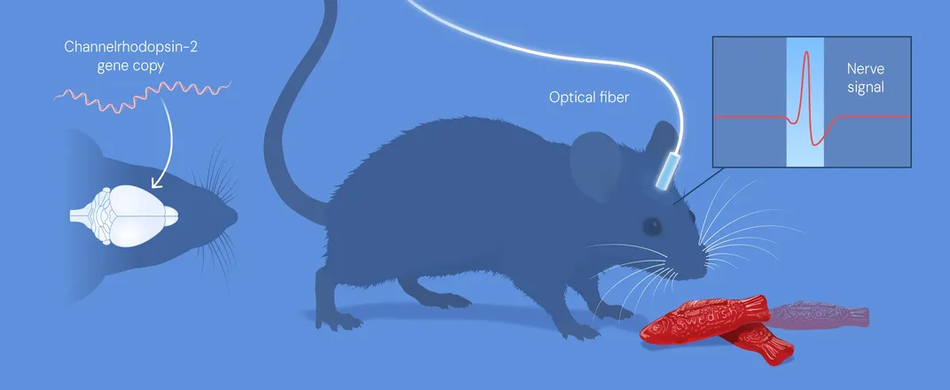 diagram of mouse with wire in head