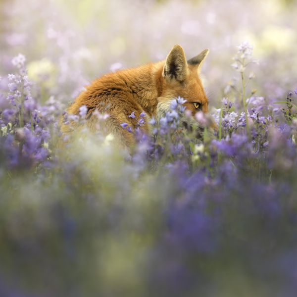 A fox in the bluebells thumbnail