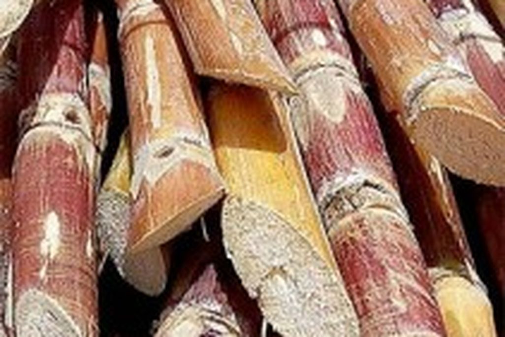 20110520090001sugarcane-211x300.jpg