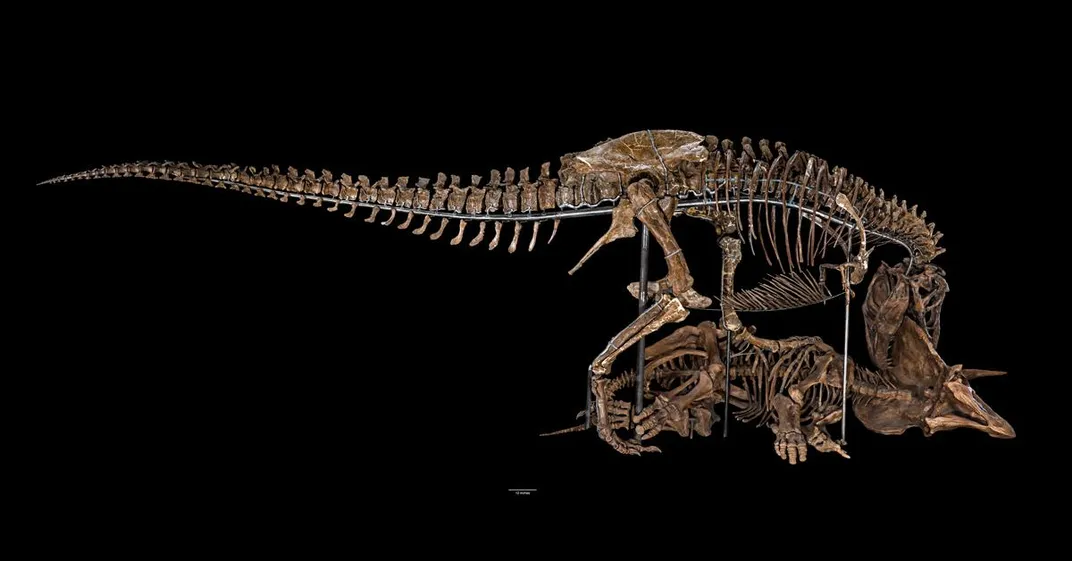 T-rex skeleton social media