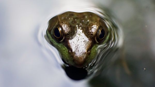 Stillness of a frog thumbnail