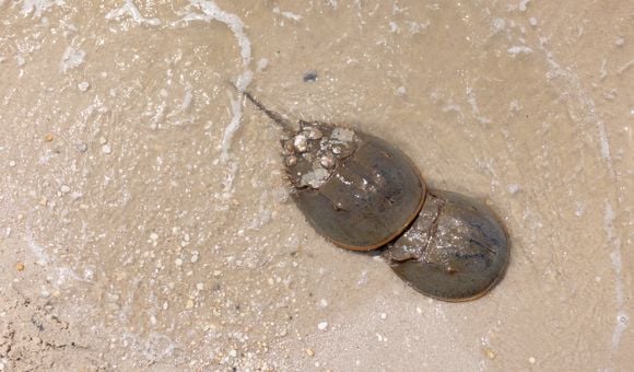 An aerial photo of two horseshoe crabs on the sand in shallow tidal waters