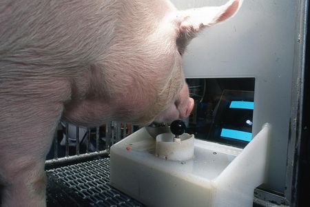 The Yorkshire pigs in the study, named Omelet and Hamlet, outgrew their pen after 12 weeks.