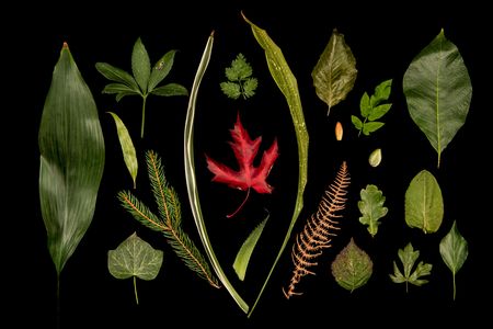 Subtle changes in genetics can have major effects on how leaves grow into a wide variety of shapes. 