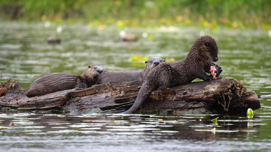 Otter parents perch on a log in the river