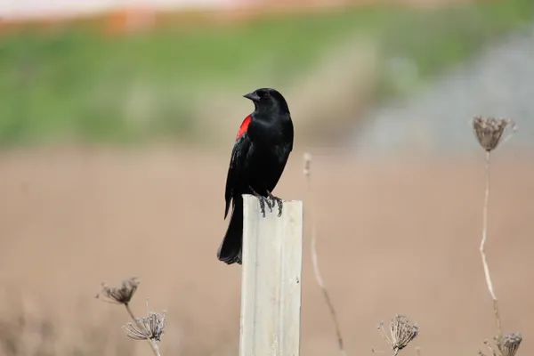 Perfect Perch thumbnail