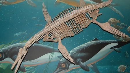 Without science, we wouldn't know that prehistoric creatures, like this short-necked plesiosaur (at the Smithsonian's Natural History Museum) were real