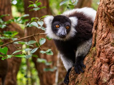A black and white ruffed lemur in Madagascar's Vakona Forest Reserve. Worldwide, primates are particularly prone to overhunting, according to the first global assessment of bush meat hunting trends. 
